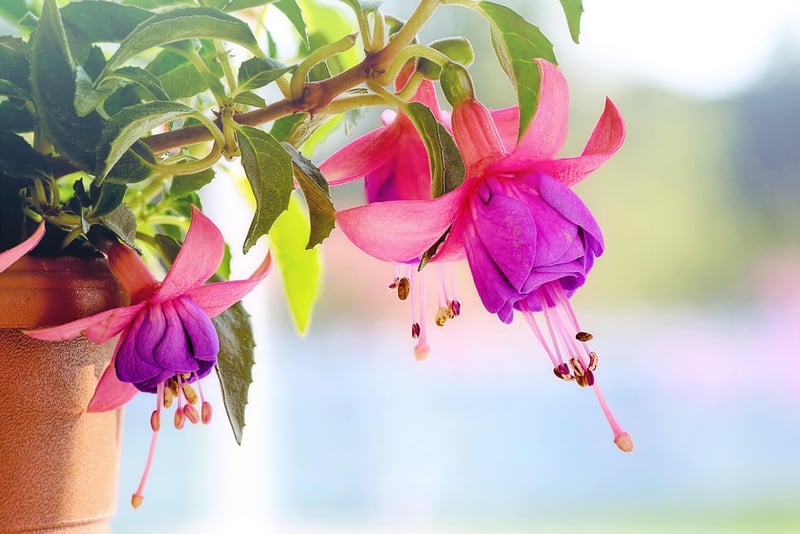 Homemade Hanging Gardens