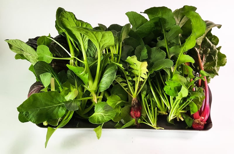 Vertical Hydroponics Systems