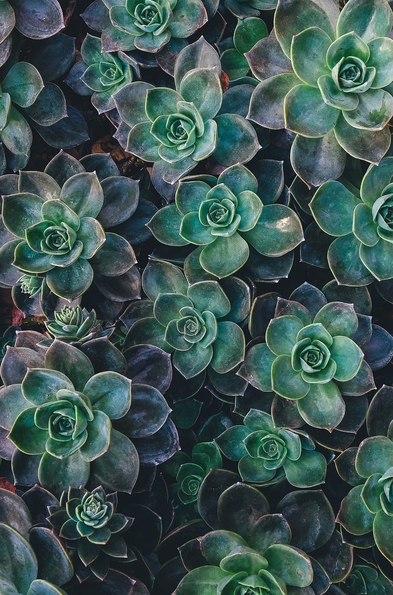 Succulent Paradise